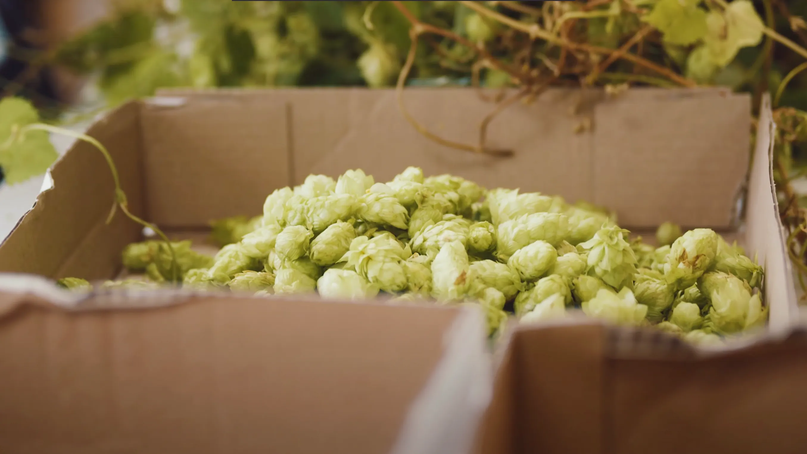 Vidéo sur le houblon chez BrewSociety